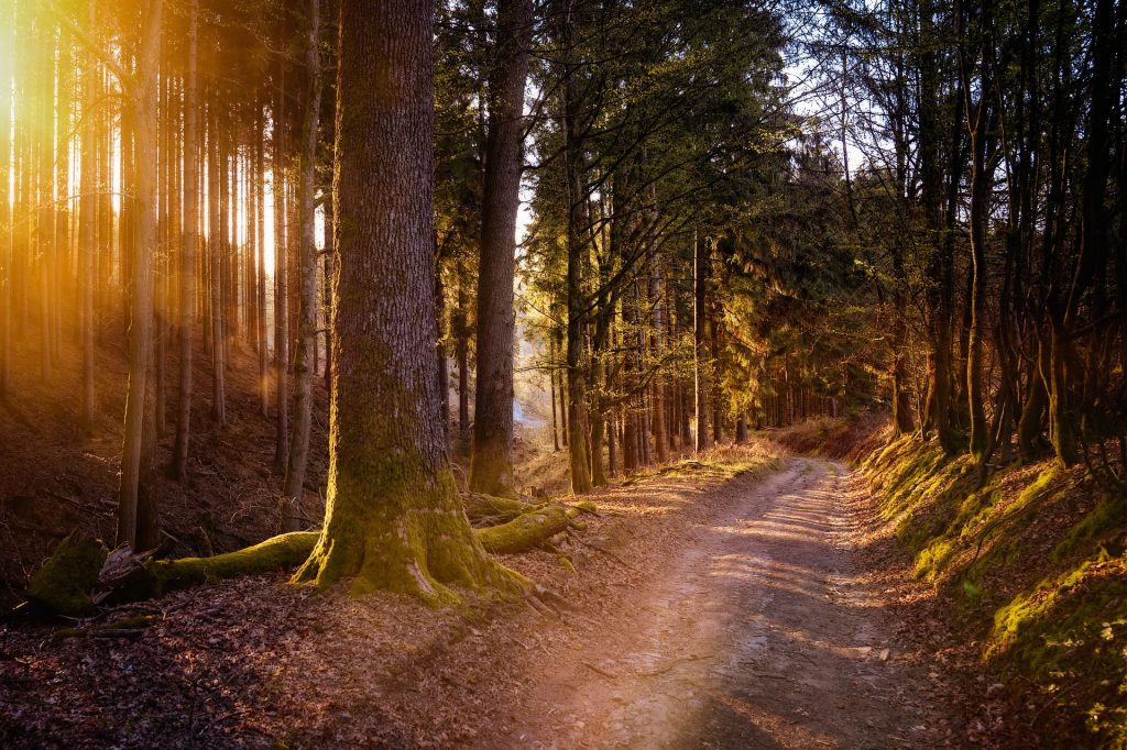 Die untergehende Sonne scheint durch die Bäume und taucht einen Waldweg in warmes, goldenes Licht.