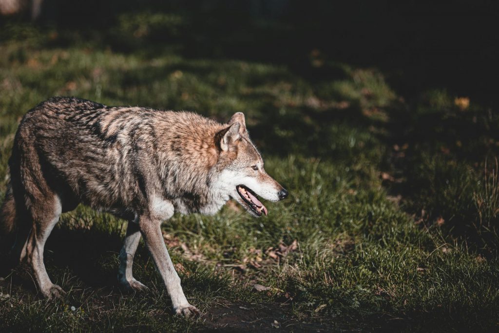 Ein Wolf mit grau-braunem Fell läuft mit leicht geöffnetem Maul über eine Wiese.