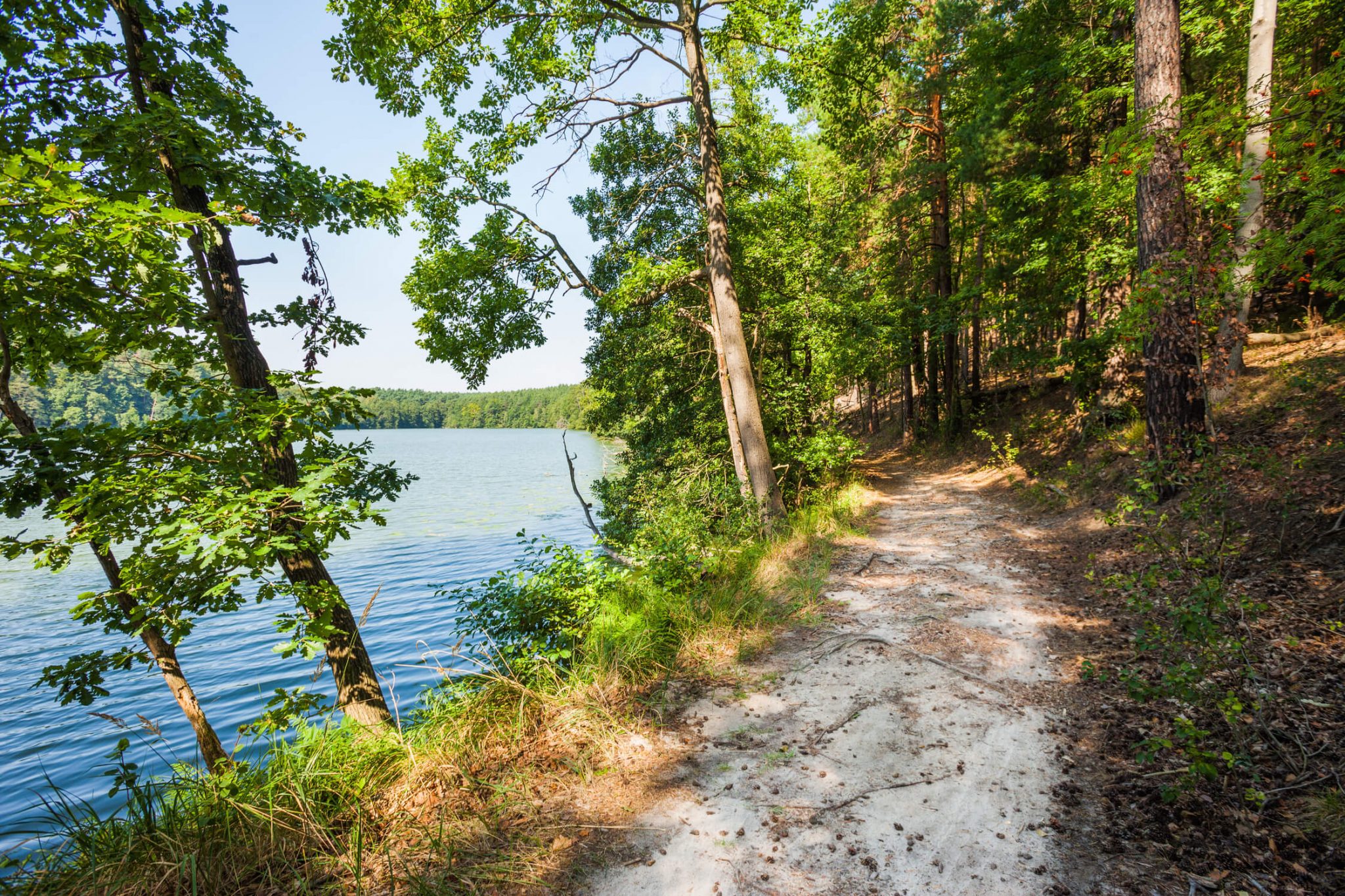 Ein sonniger Wanderweg führt am Ufer eines Sees durch einen dichten Wald.